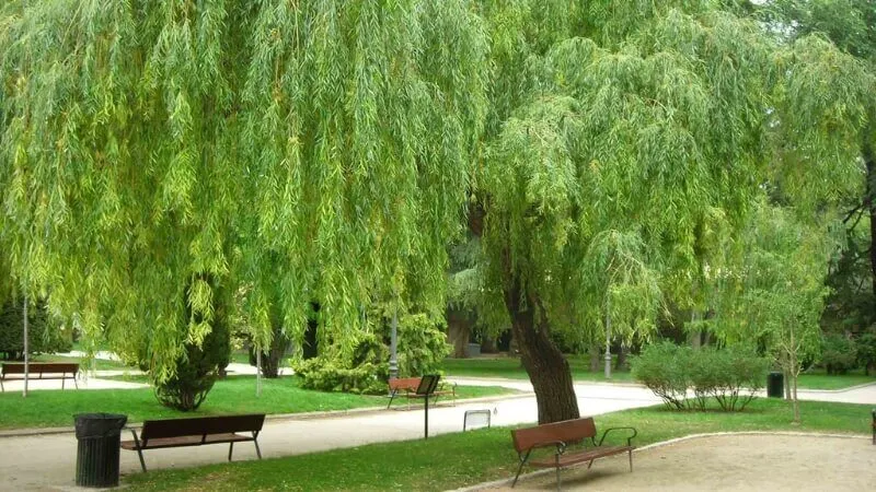 Cây liễu rũ