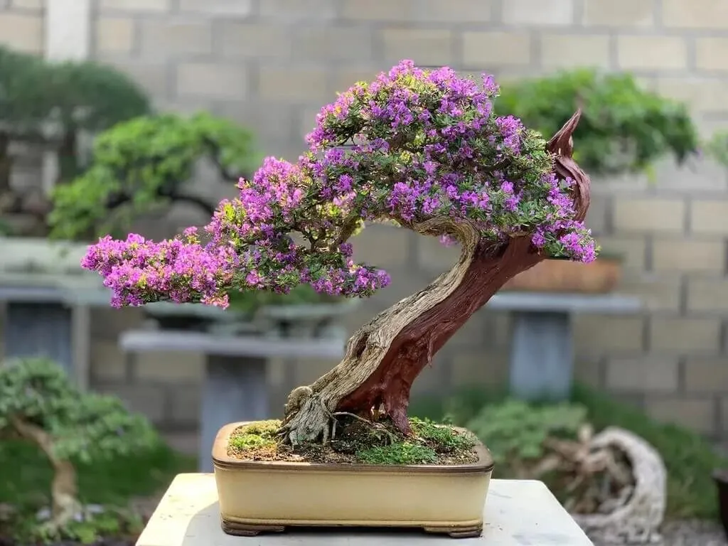 Cây linh sam bonsai