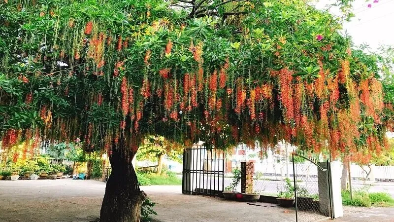 Cây lộc vừng