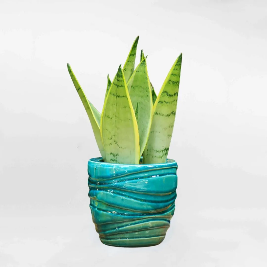 Cây lưỡi hổ mini