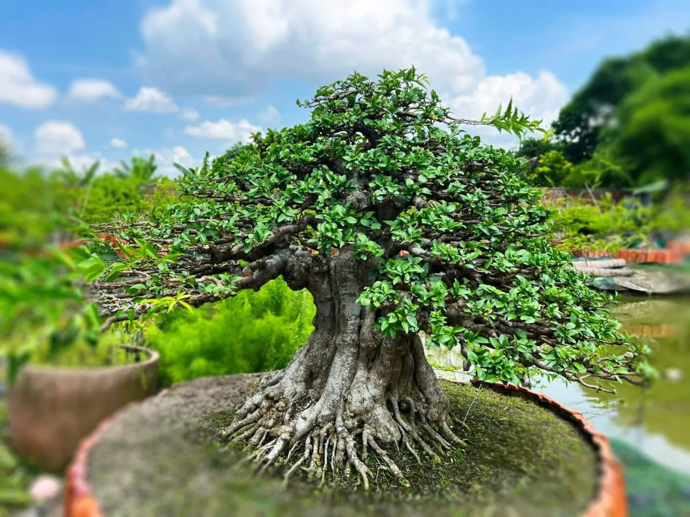 Cây mai chiếu thủy bonsai
