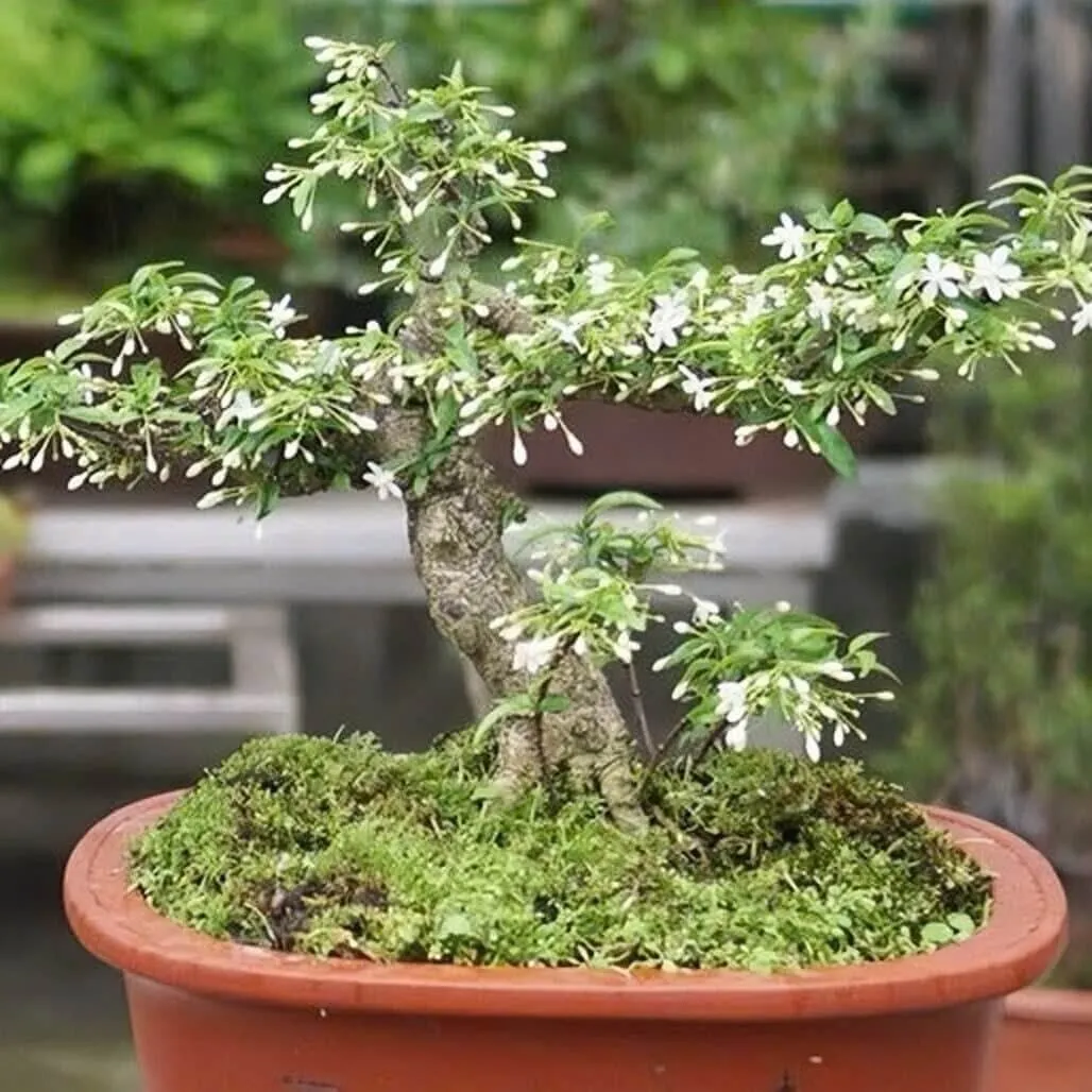 Cây mai chiếu thủy