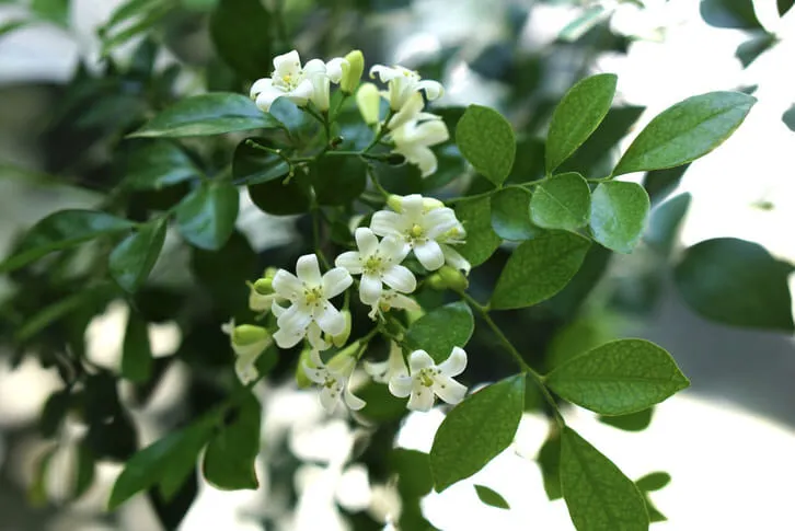 Cây nguyệt quế cảnh