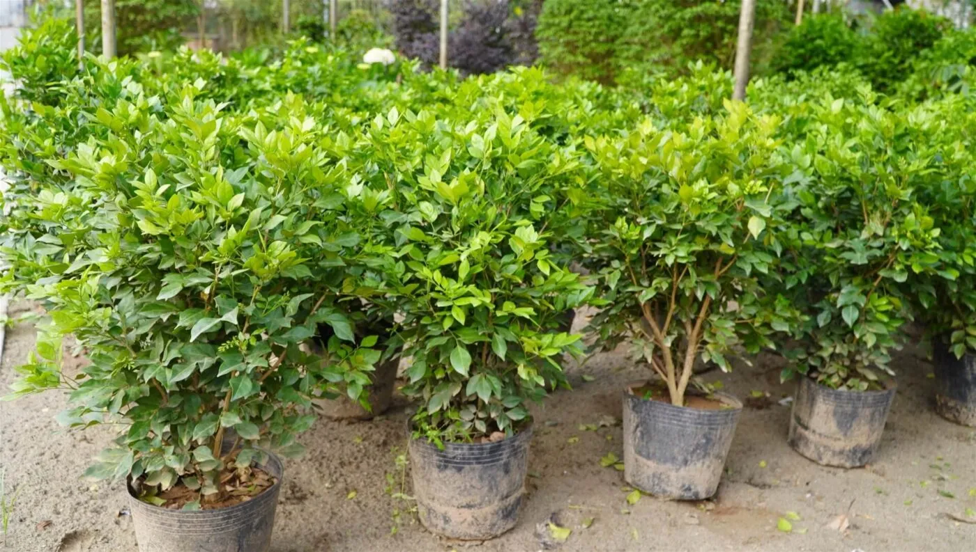 Cây nguyệt quế lá nhỏ