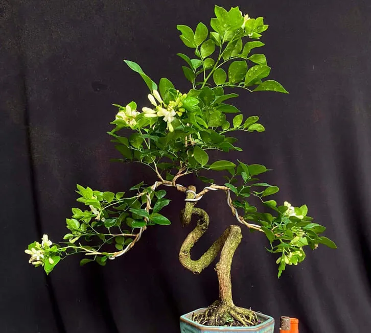 Cây nguyệt quế lá xoăn