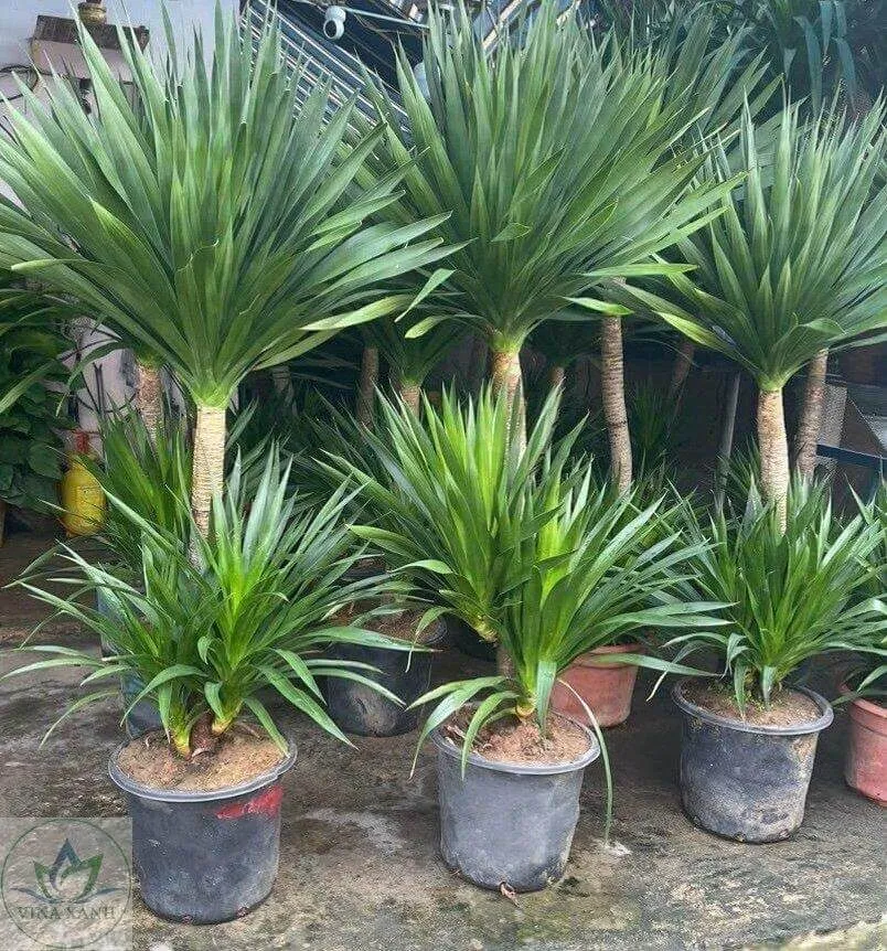 Cây phát tài núi