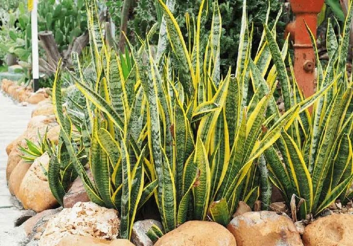 Cây phong thủy cho người mệnh thổ
