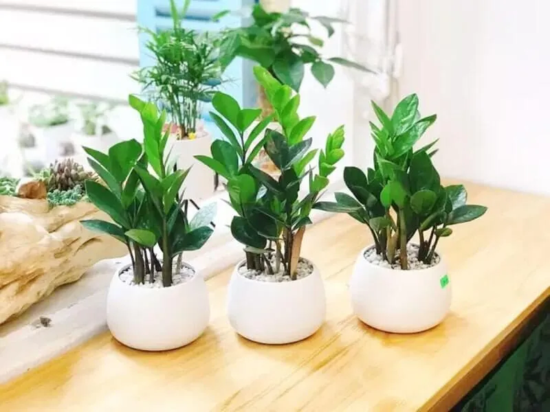Cây phong thủy trong nhà cho người mệnh Kim