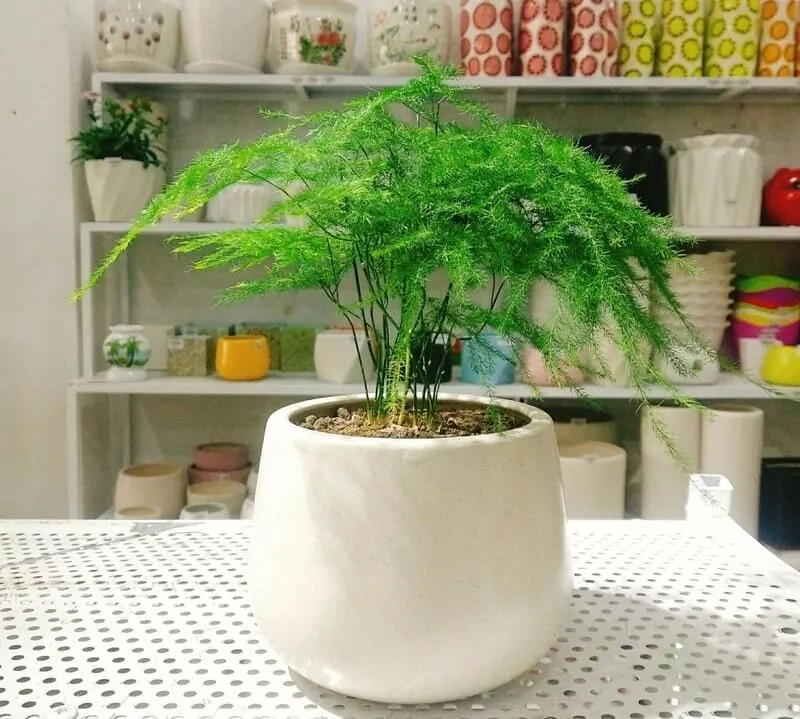 Cây phong thủy trong nhà cho người mệnh thủy