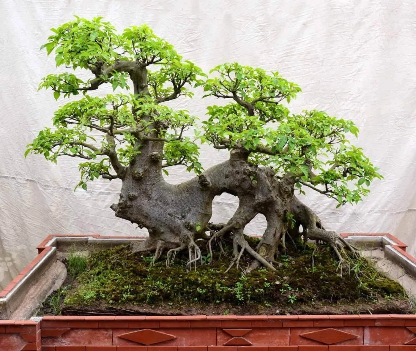 Cây sung cảnh bonsai