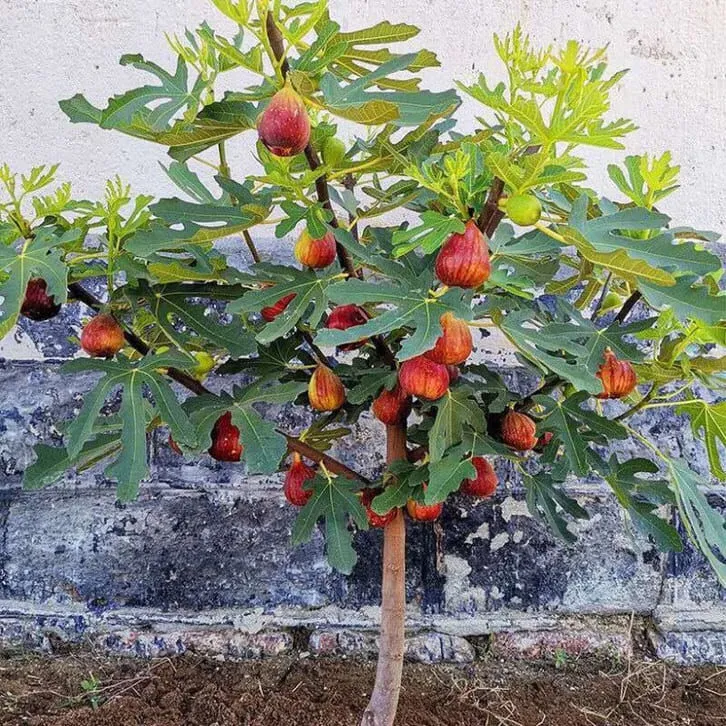 Cây sung cảnh Mỹ