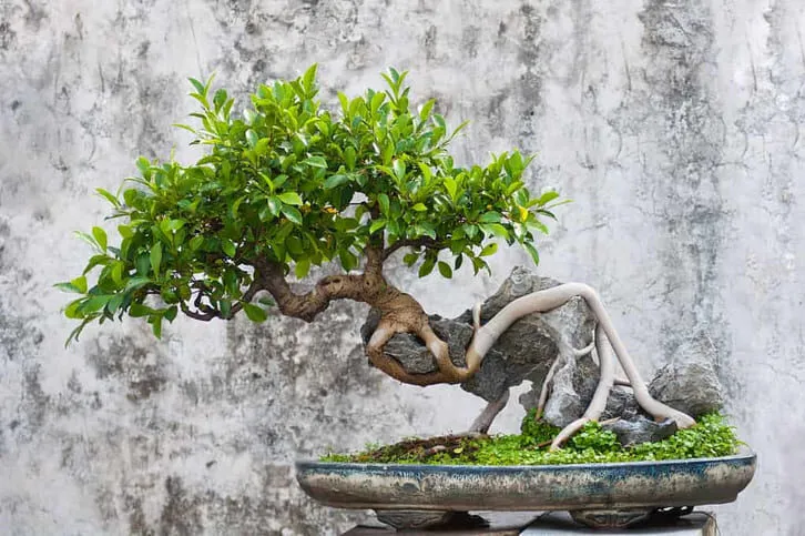 Cây sung cảnh