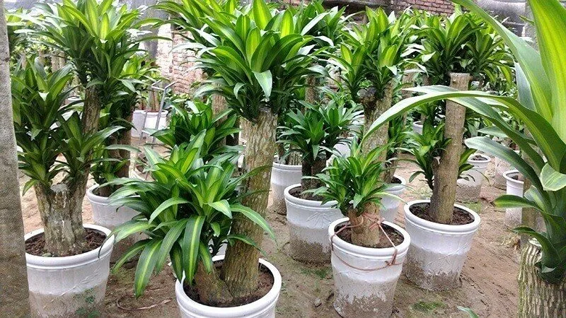 Cây thiết mộc lan