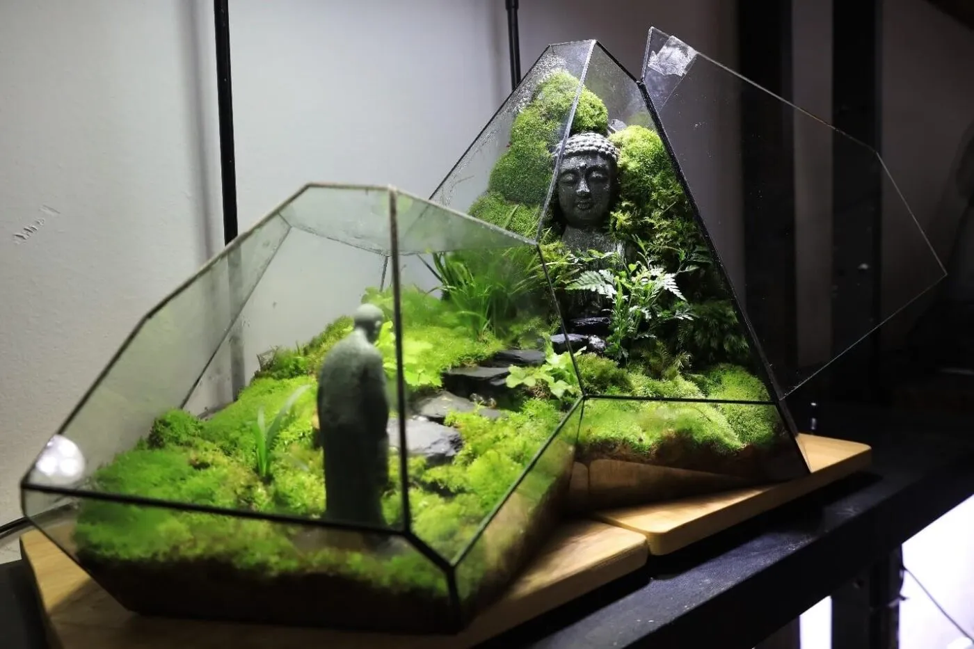 Cây thủy canh độc đáo cho văn phòng