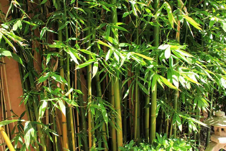 Cây trúc cảnh