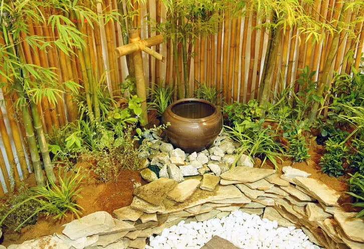 Cây trúc quân tử