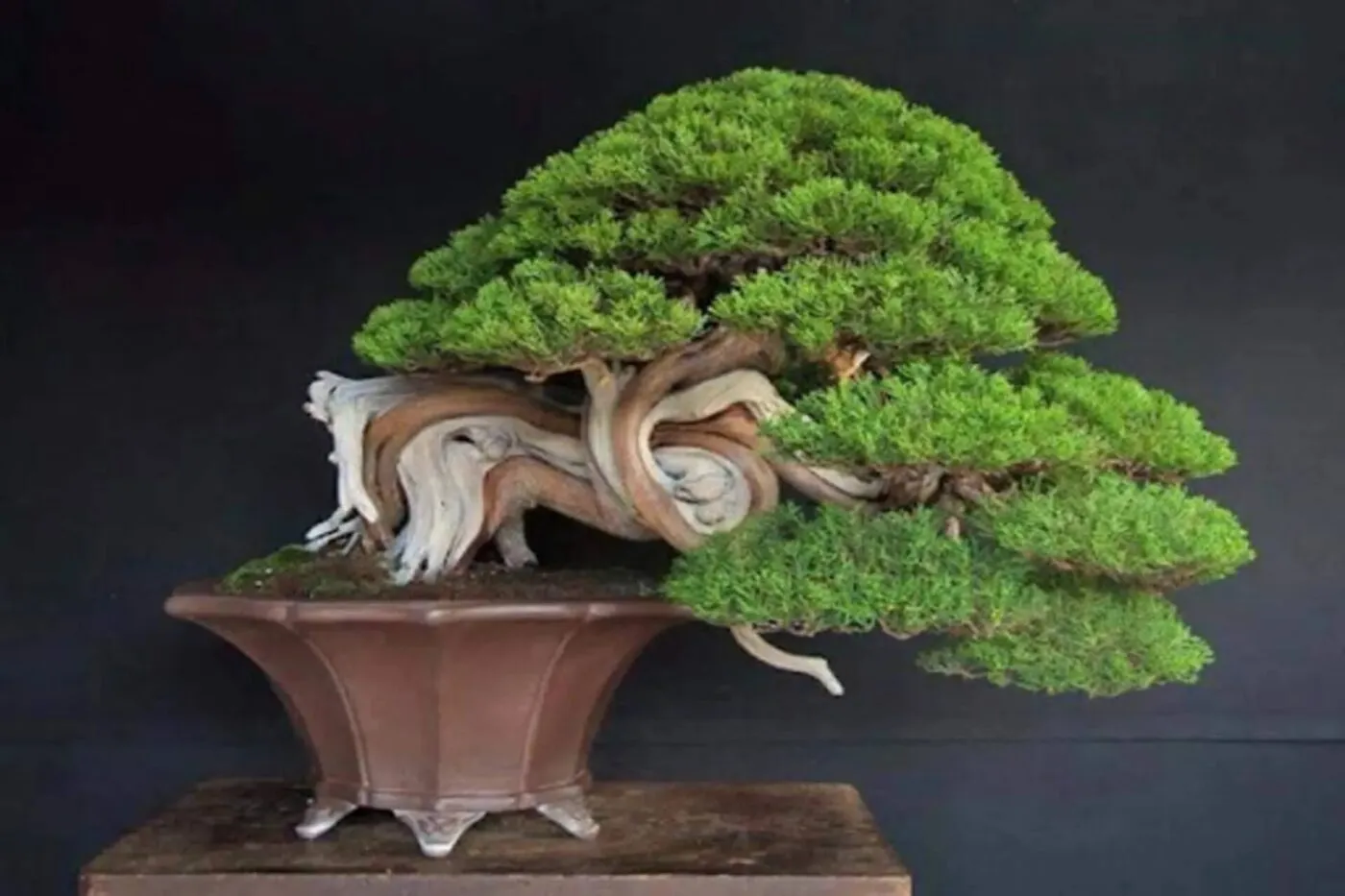 Cây tùng bồng lai bonsai