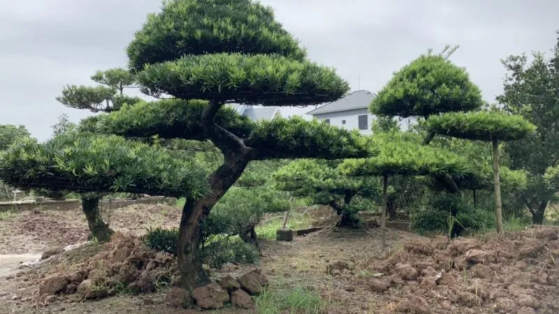 Cây tùng la hán