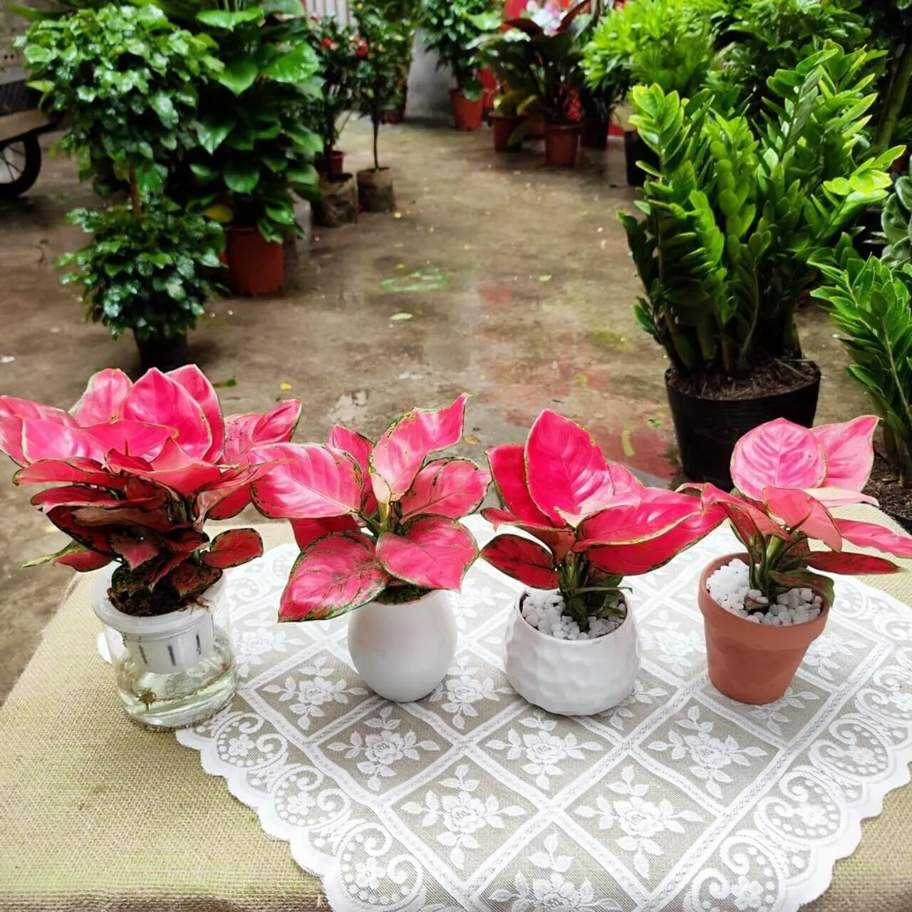 Cây vạn lộc