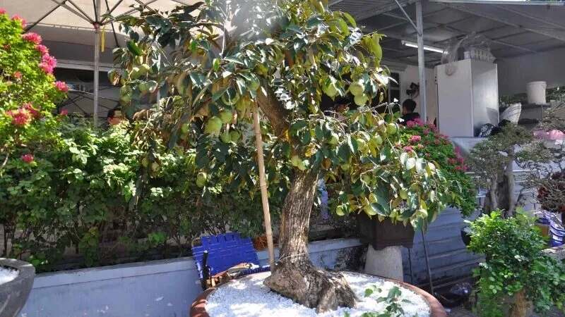 Cây vú sữa