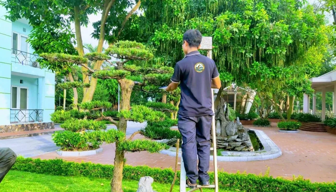 Chăm sóc cây cảnh bonsai