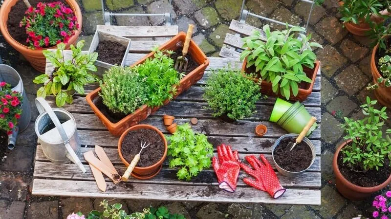 Chăm sóc cây cảnh trồng trước nhà