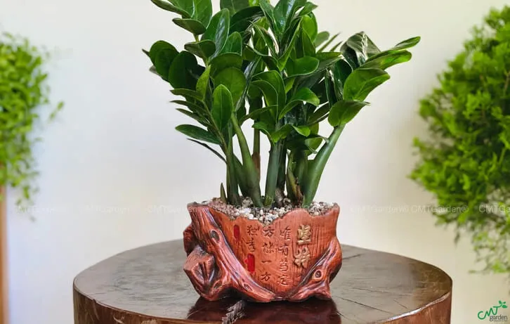 Bí quyết chọn cây cảnh trong văn phòng