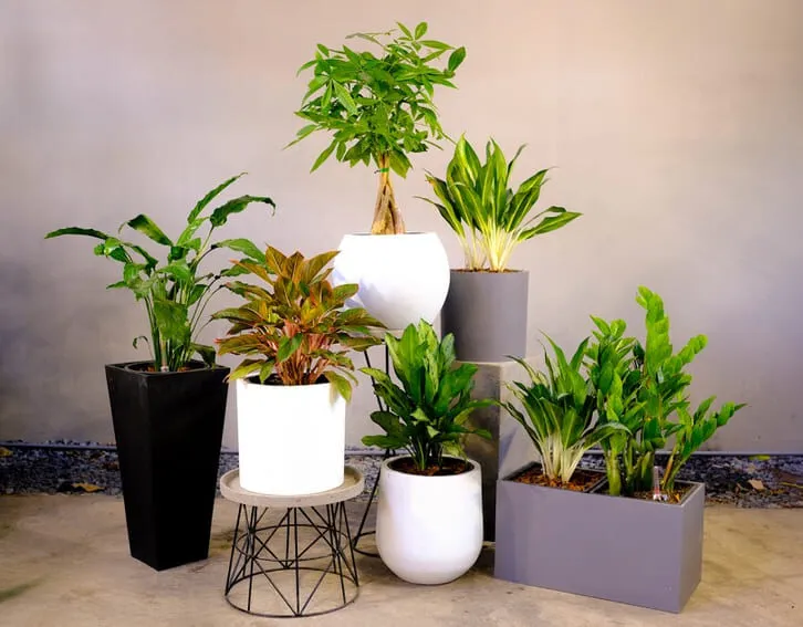 Chức năng của chậu trồng cây cảnh
