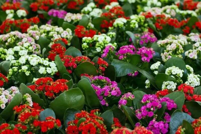 Chủng loại cây đa dạng