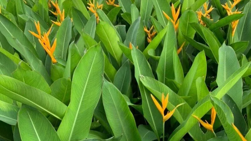 Chuối kiểng ngoài trời