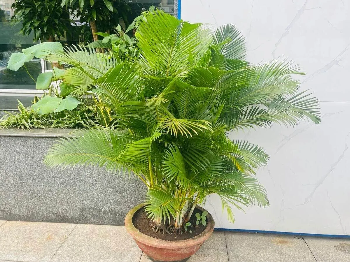 Có nên trồng cây cọ cảnh trong nhà
