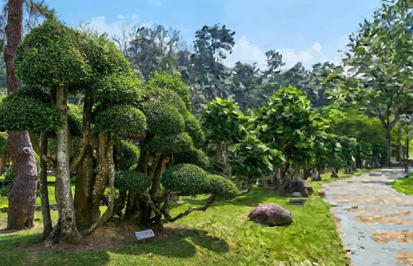 Trồng cây duối cảnh trước nhà