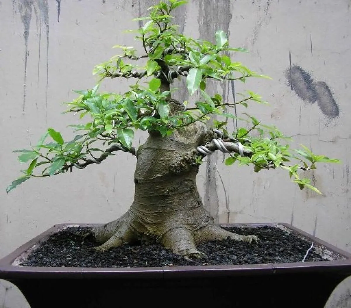 Công dụng của cây sung cảnh