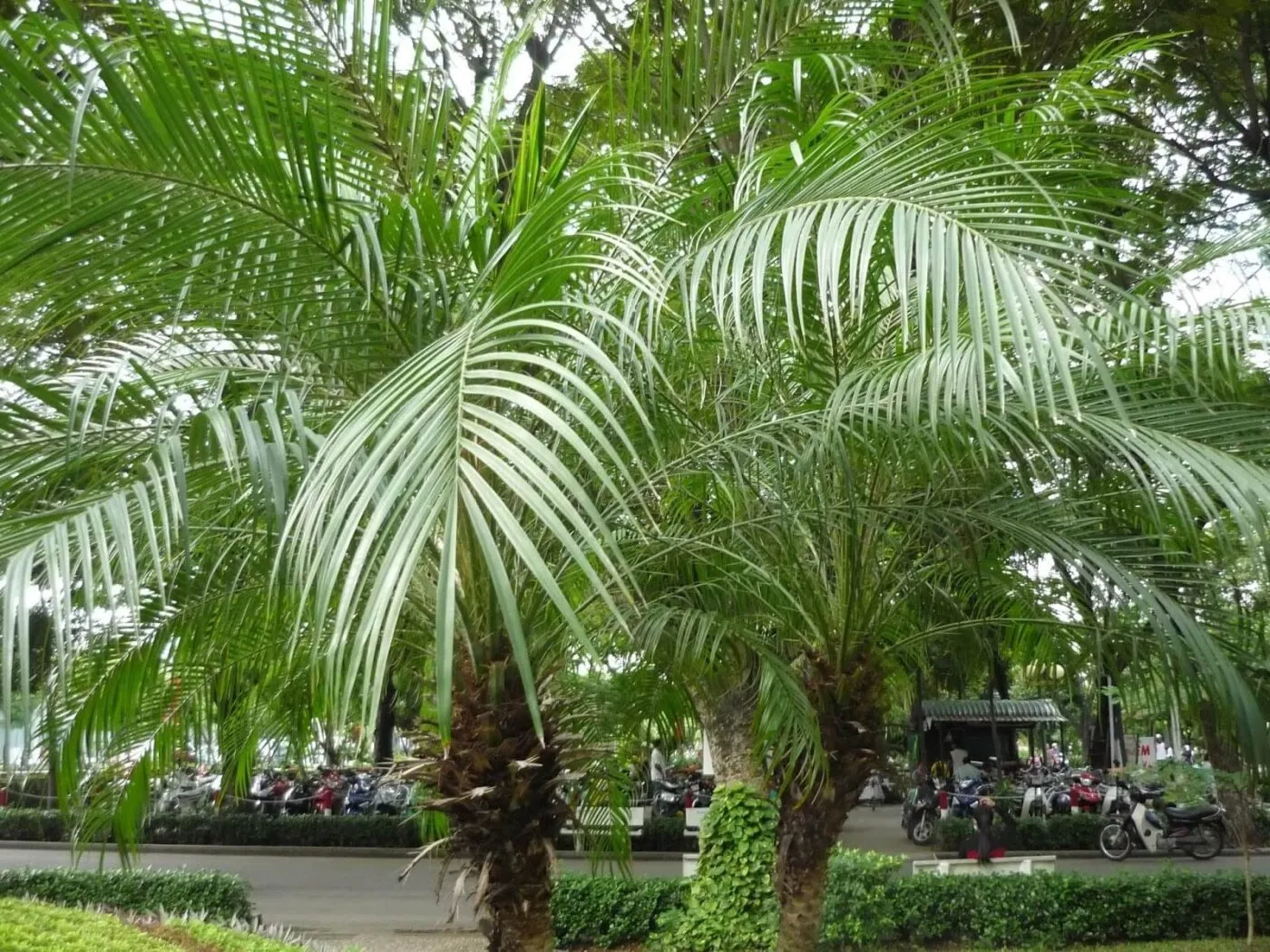Đặc điểm của cây chà là cảnh
