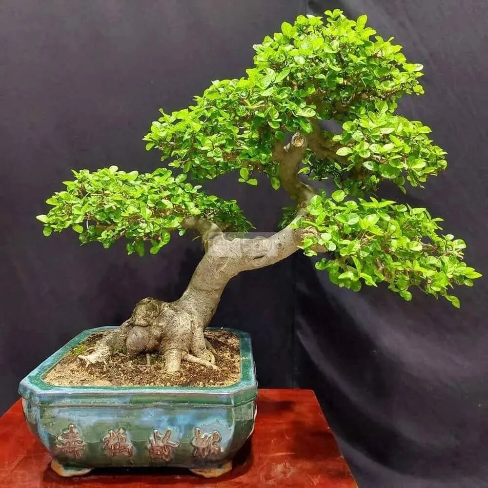 Đặc điểm của cây duối cảnh