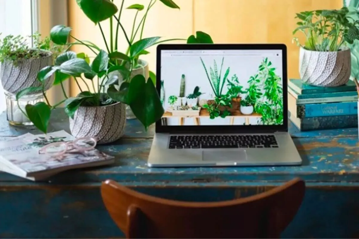 Đặt cây phong thủy trên bàn làm việc