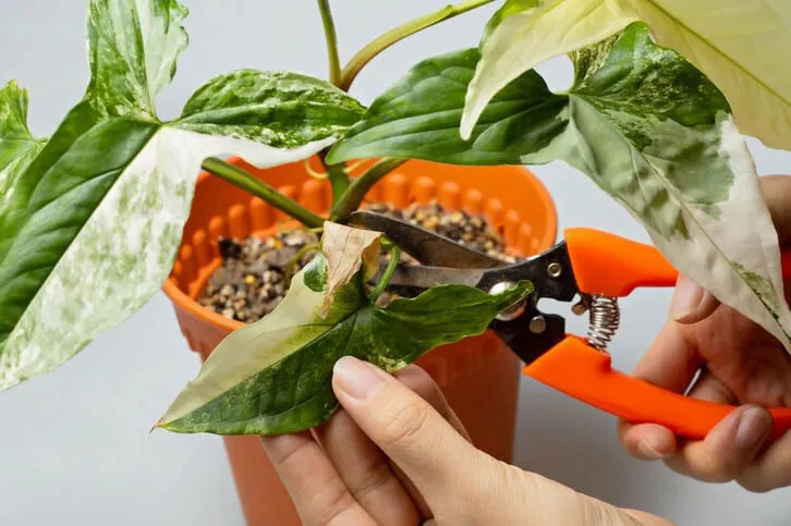 Hướng dẫn chăm sóc cây cảnh trong văn phòng