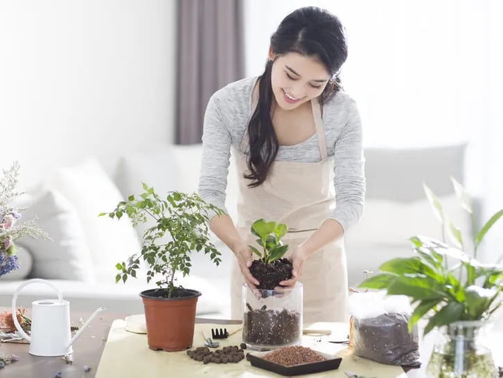 Hướng dẫn cách chăm sóc cây cảnh trong nhà