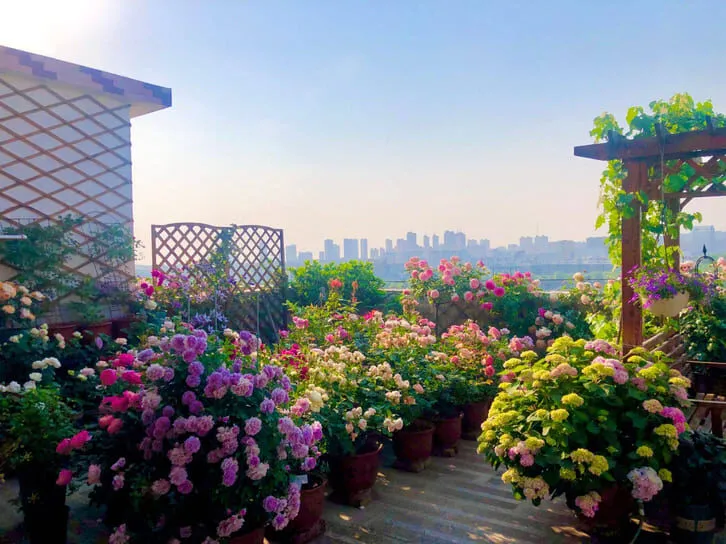 Kỹ thuật chăm sóc cây cảnh trồng ban công