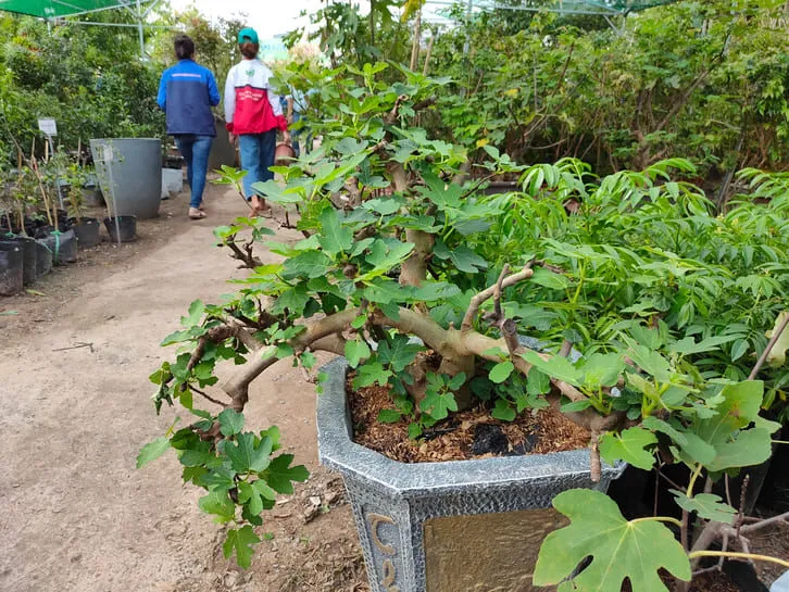 Hướng dẫn kỹ thuật trồng cây sung cảnh