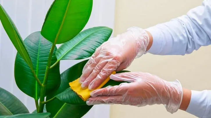 Kinh nghiệm chăm sóc cây cảnh phong thủy