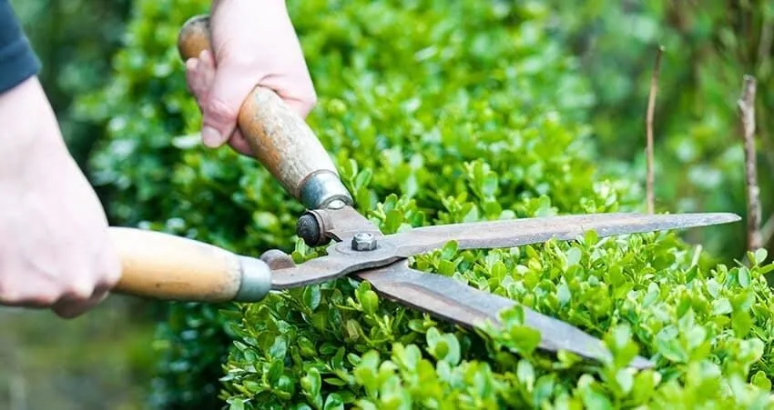 Kỹ thuật chăm sóc cây cảnh trồng sân vườn