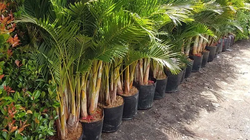 Kỹ thuật chăm sóc cây dừa cảnh
