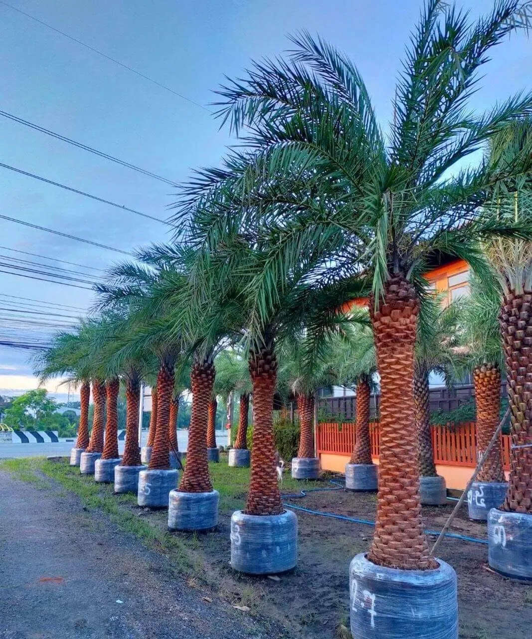 Kỹ thuật trồng cây chà là cảnh