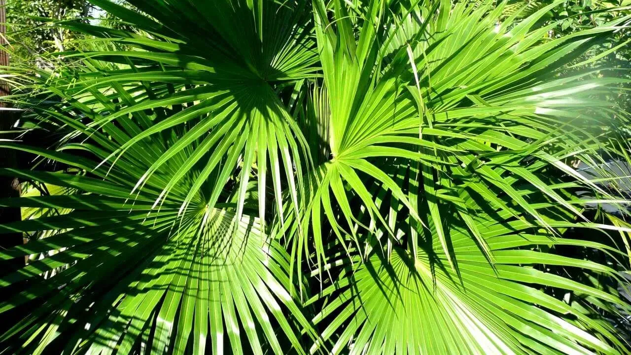 Kỹ thuật trồng cây cọ cảnh