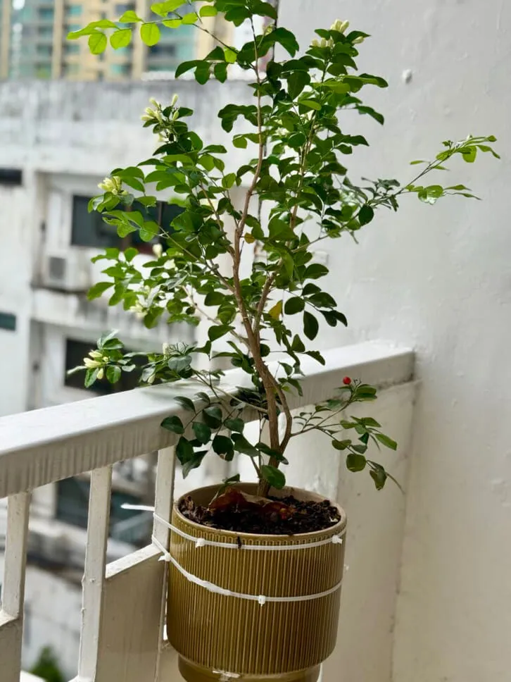 Kỹ thuật trồng cây nguyệt quế cảnh