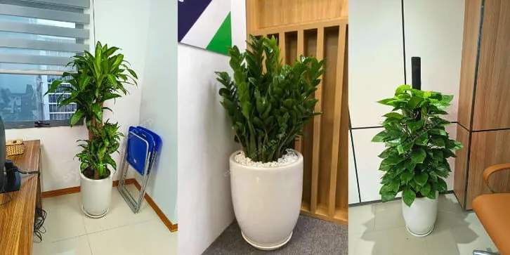 Lợi ích của cây cảnh văn phòng