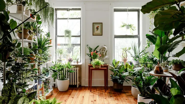 Lợi ích khi trang trí cây cảnh trong nhà