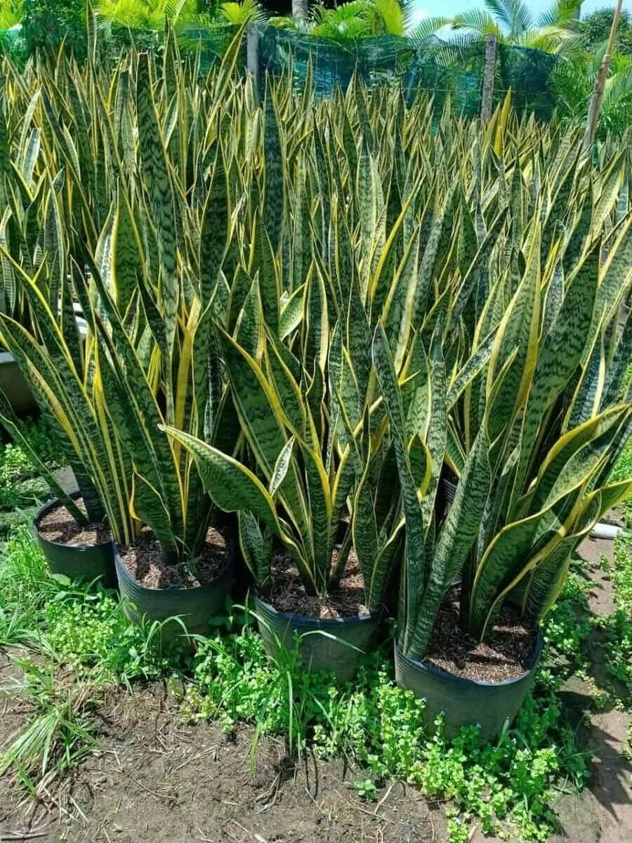 Mẫu cây lưỡi hổ