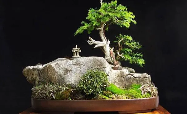 Cây cảnh bonsai sân vườn